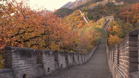 The Great Wall of China. Majestic mountain vista. Beijing Mutianyu. Ancient historic site. Autumn orange sunset, yellow green tree. Forward pass gimbal walk drift
