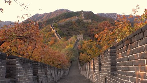 The Great Wall of China. Majestic mountain vista. Beijing Mutianyu. Ancient historic site. Autumn orange sunset, yellow green tree. Forward pass gimbal walk symmetry