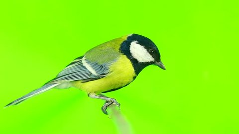 titmouse  isolations on a  green  screen