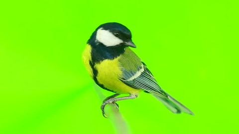 titmouse  isolations on a  green  screen