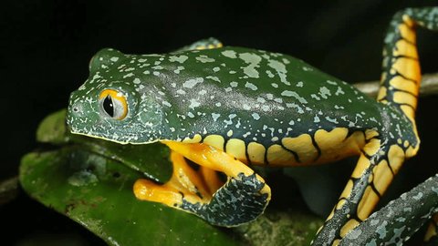 Amazon Leaf Frog Cruziohyla Craspedopus Stock Footage Video 100 Royalty Free Shutterstock