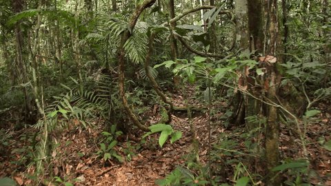 Walking through lianas in rainforest in the Ecuadorian Amazon