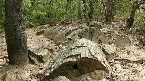 Puyango Petrified Forest in southern Ecuador. The trunks are of Araucarioxylon, a gymnosperm, and date to the late Cretaceous.