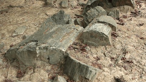 Puyango Petrified Forest in southern Ecuador. The trunks are of Araucarioxylon, a gymnosperm, and date to the late Cretaceous.