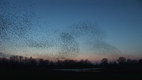 Birds flying in the sky as starlings flock in great numbers at winter in England