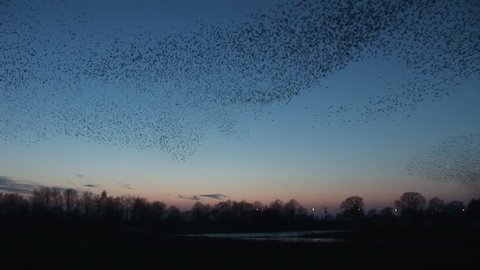Starlings make shapes and great numbers