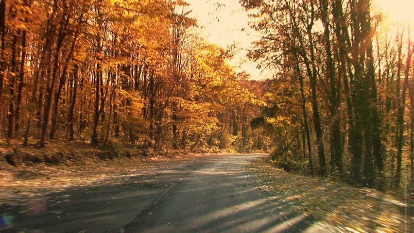 Fall in the forest. Steady footage shot from the car with grad sunset