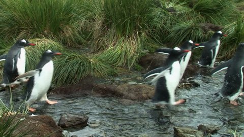 South Georgia and the South Sandwich Islands: group of penguins walking in a river

