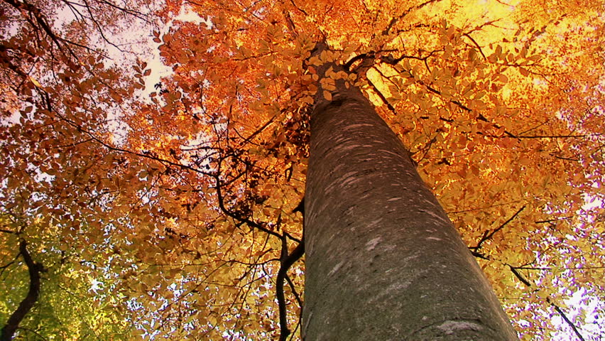 Beech forest in autumn.Footage shot with grad sunset filter./
Autumn forest