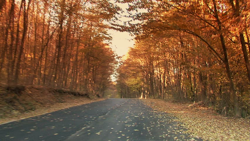Fall in the forest. Steady footage shot from the car with grad sunset
