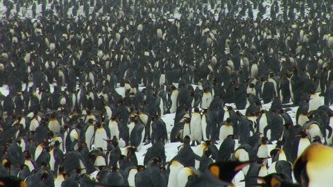 South Georgia and the South Sandwich Islands: group of penguins walking in a river

