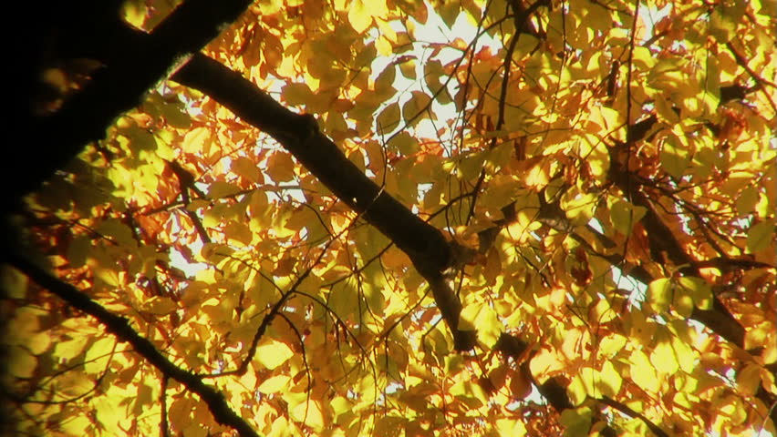 Beech forest in autumn./Autumn forest