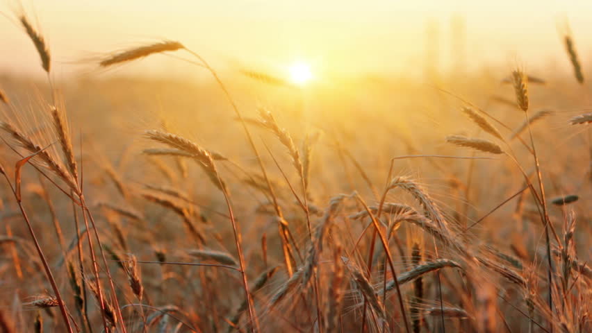 ears of wheat at dawn Royalty-Free Stock Footage #2417549