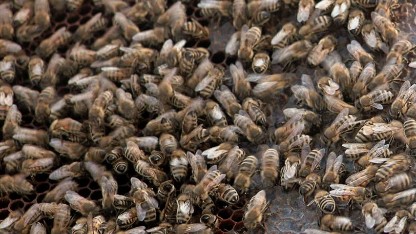 Swarm of bees. / Bees