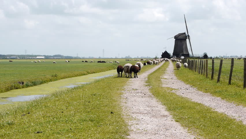 Dutch wind mill and sheep in distance