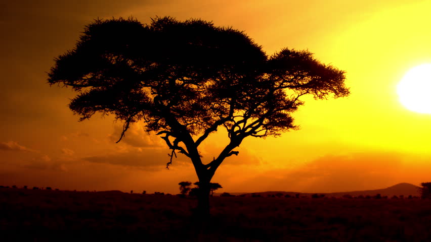 AERIAL CLOSE UP: Distancing from stunning acacia tree canopy at dramatic, golden light, bonfire-red and sunflame-gold sunset in breathtaking African savannah grassland woodland in pristine wilderness Royalty-Free Stock Footage #24178588
