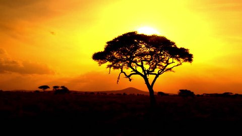 AERIAL CLOSE UP: Distancing from stunning acacia tree canopy at dramatic, golden light, bonfire-red and sunflame-gold sunset in breathtaking African savannah grassland woodland in pristine wilderness