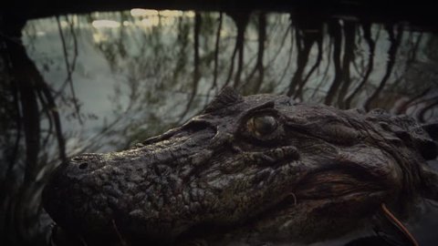 real crocodile atack