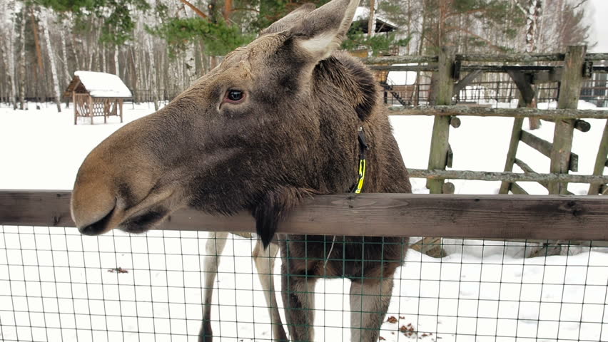 Girl feeding moose in winter forest. Unity with nature. Animal protection.