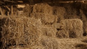 Shallow DOF stacks of baled hay in curing process 4K 2160p 30fps UltraHD tilting footage - Winter animal food rectangular bales in the barn slow tilt 3840X2160 UHD video