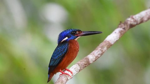 Beautiful Colorful Kingfisher bird, male Blue-eared Kingfisher bird of Thailand