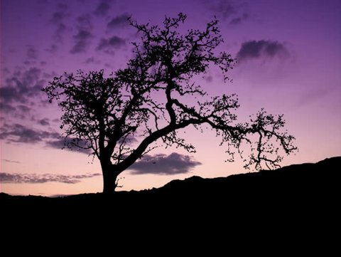 Silhouette of one tree on time lapsed sky as background, variation #13