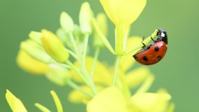 Lady bug on canola flower 