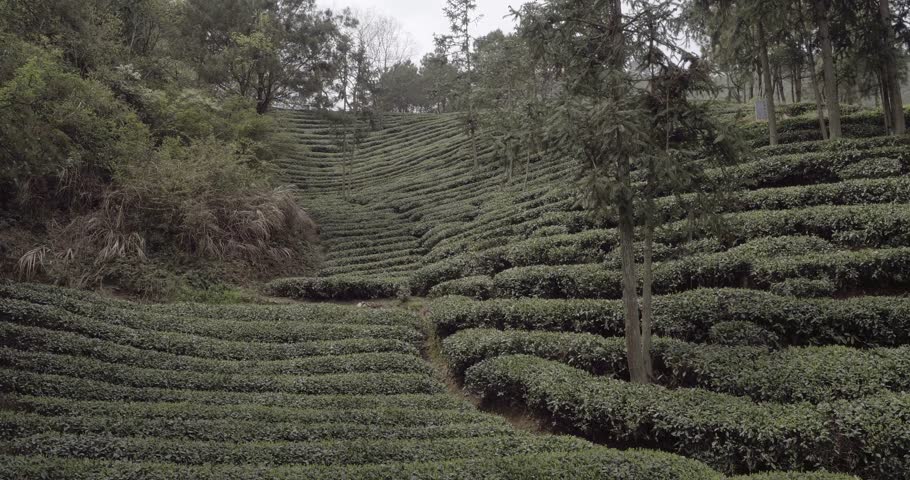 Town panoramic aerial Tea fields