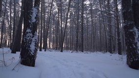 Rays of setting sun streaming through the trunks of pine trees in winter forest stock footage video