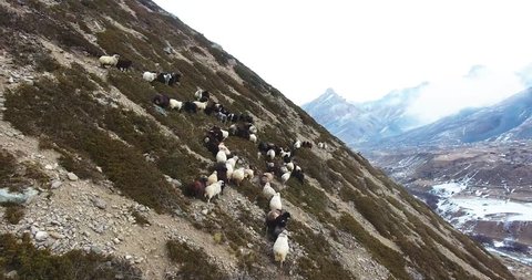 mountains sheep