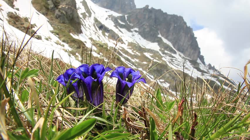 Enzian-gentiana Flowers On Swiss Mountains Stock Footage Video (100% ...