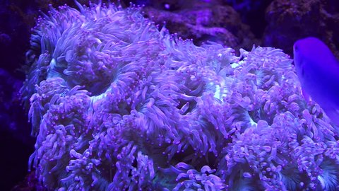 Sebae anemone with tropical fish underwater.
