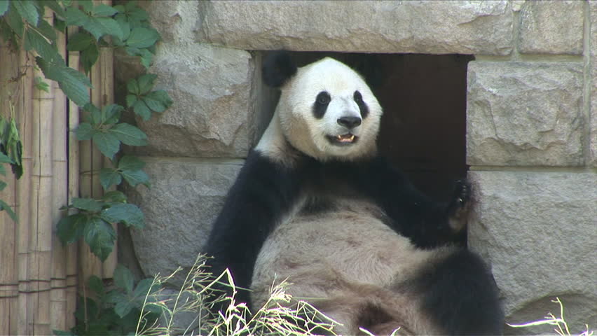 view panda straight chilling zoo beijing Stock Footage Video (100% ...