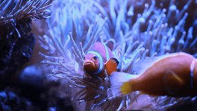 Underwater Coral Reef With Exotic Clownfish Fish Swimming Amphiprion Percula