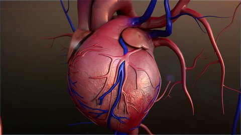 Human heart, Human heart model, Full clipping path included, Heart Anatomy, 4K animation of  Human heart