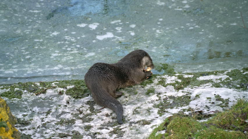 Otter eating prey on frozen river side Lelystad natuurpark