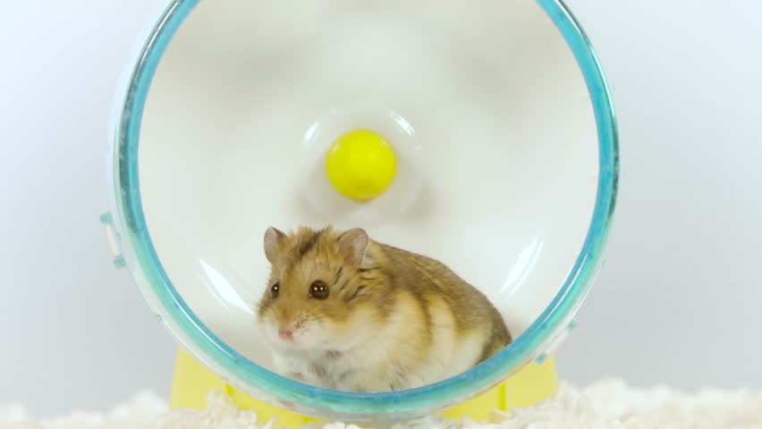 dwarf hamster run