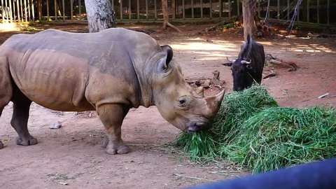 Malayan Rhinoceros species eating the plants. Rhinoceros, often abbreviated as rhino, is a group of five extant species of odd-toed ungulates in the family Rhinocerotidae.