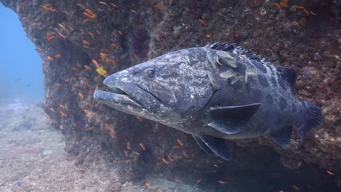 Giant brown mottled potato bass being cleaned by smaller cleaner fish on a reef in the Indian Ocean off the coast of Tofo, Mozambique.