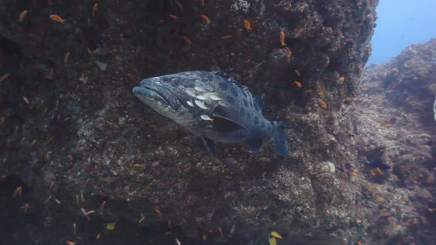 Giant brown mottled potato bass being cleaned by smaller cleaner fish on a reef in the Indian Ocean off the coast of Tofo, Mozambique.