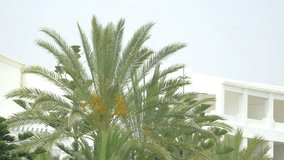 High quality video of palm tree in 4K