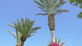 
High quality video of palm tree in 4K