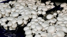 Growing mushrooms in the greenhouses, Growing Mushrooms in the Greenhouses, 4 K Video Clip