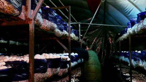 Zrenjanin, Serbia, 2 Feb 2017: Growing mushrooms in the greenhouses, Growing Mushrooms in the Greenhouses, 4 K Video Clip