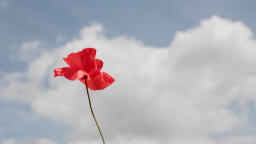 Single red poppy against blue sky
