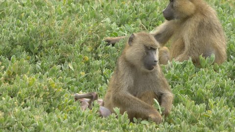 a baby olive baboon and mother feeding on leaves at amboseli national park, kenya