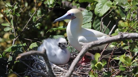 A Red-footed booby (Sula sula) sits with its young chick on a nest in a breeding colony on Half Moon Caye Natural Monument off the coast of Belize. 