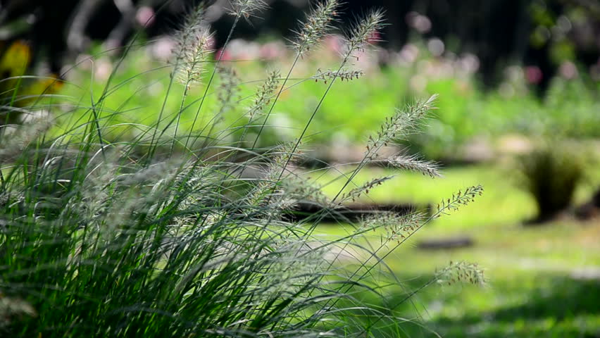 Fountain Grass, Pennisetum flower