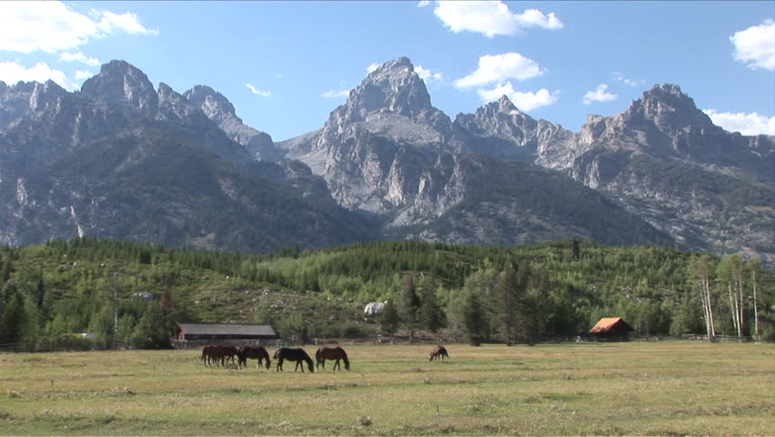 View of wild horses grazing in the field of Grand Teton United States