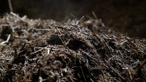 Animal feces and organic bedding straw in the barn 4K 2160p 30fps UltraHD footage - Heat evaporates from nitrogen rich soil fertilizer 3840X2160 UHD video